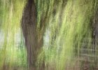 weeping willow.jpg